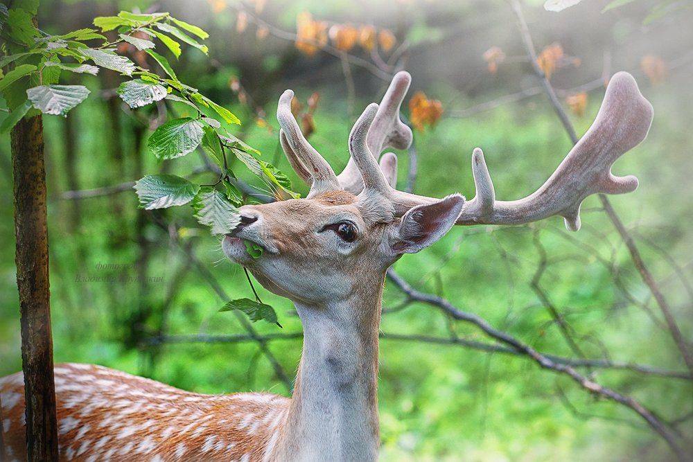 , Владимир Крупочкин