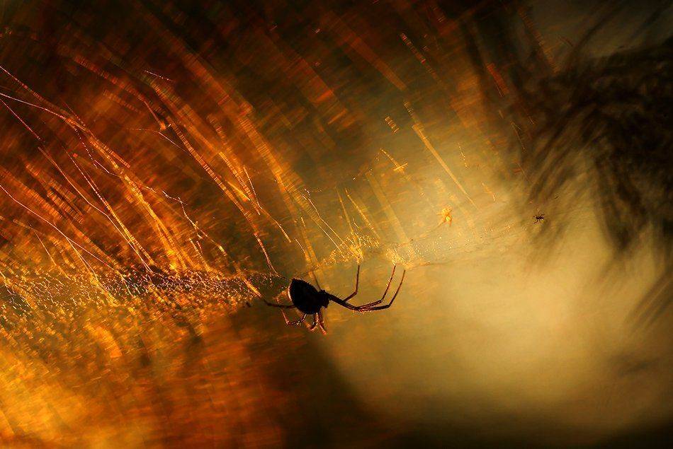 , Иваненко Светлана