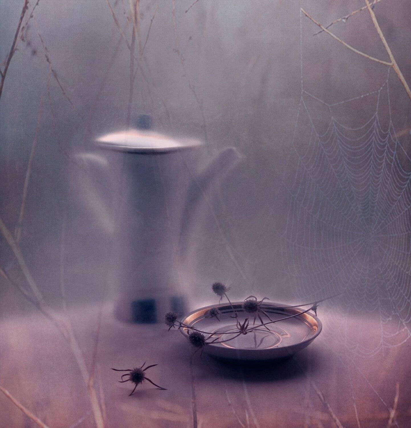 чайник, блюдце, вечер, пикник, натюрморт, паутина, природа,  колючка, растение, Елена