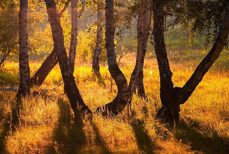 Природа, лес, утро, утро в лесу, березы,  Утро в лесу фото превью