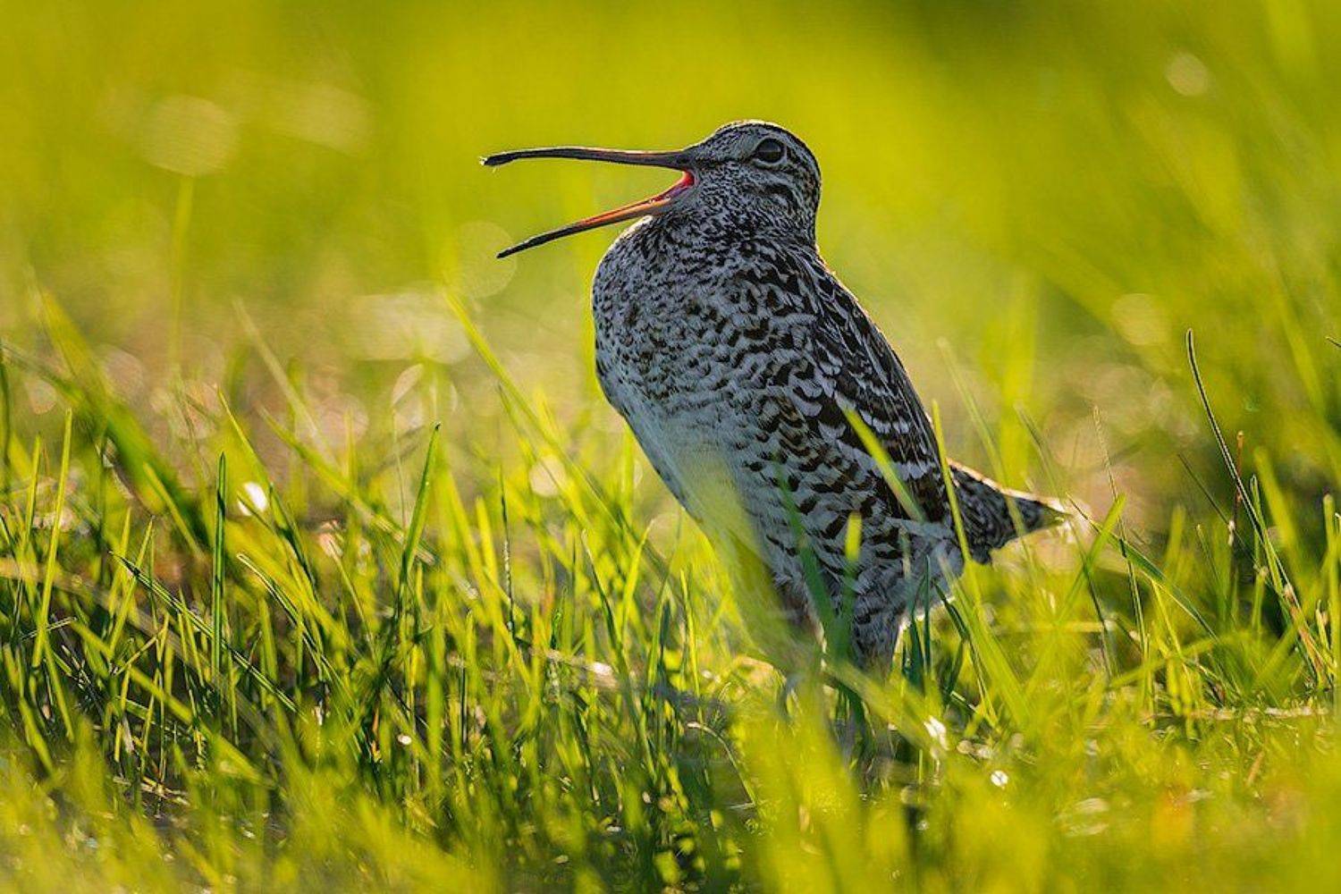 Дикая природа россии, Токующий дупель, Сергей Иванов