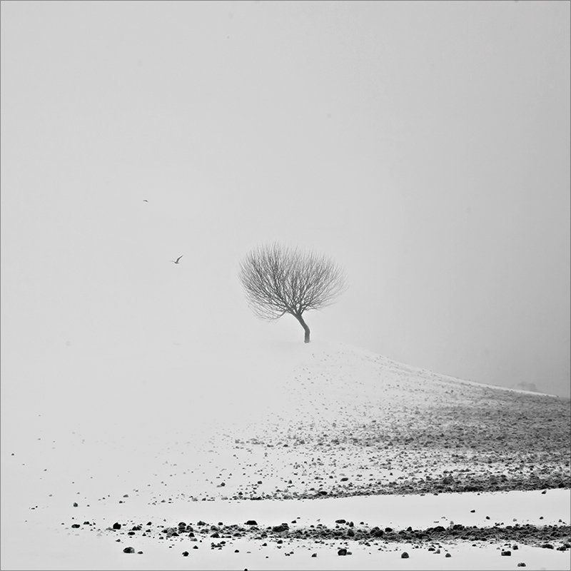 Портретик для дерева фото превью