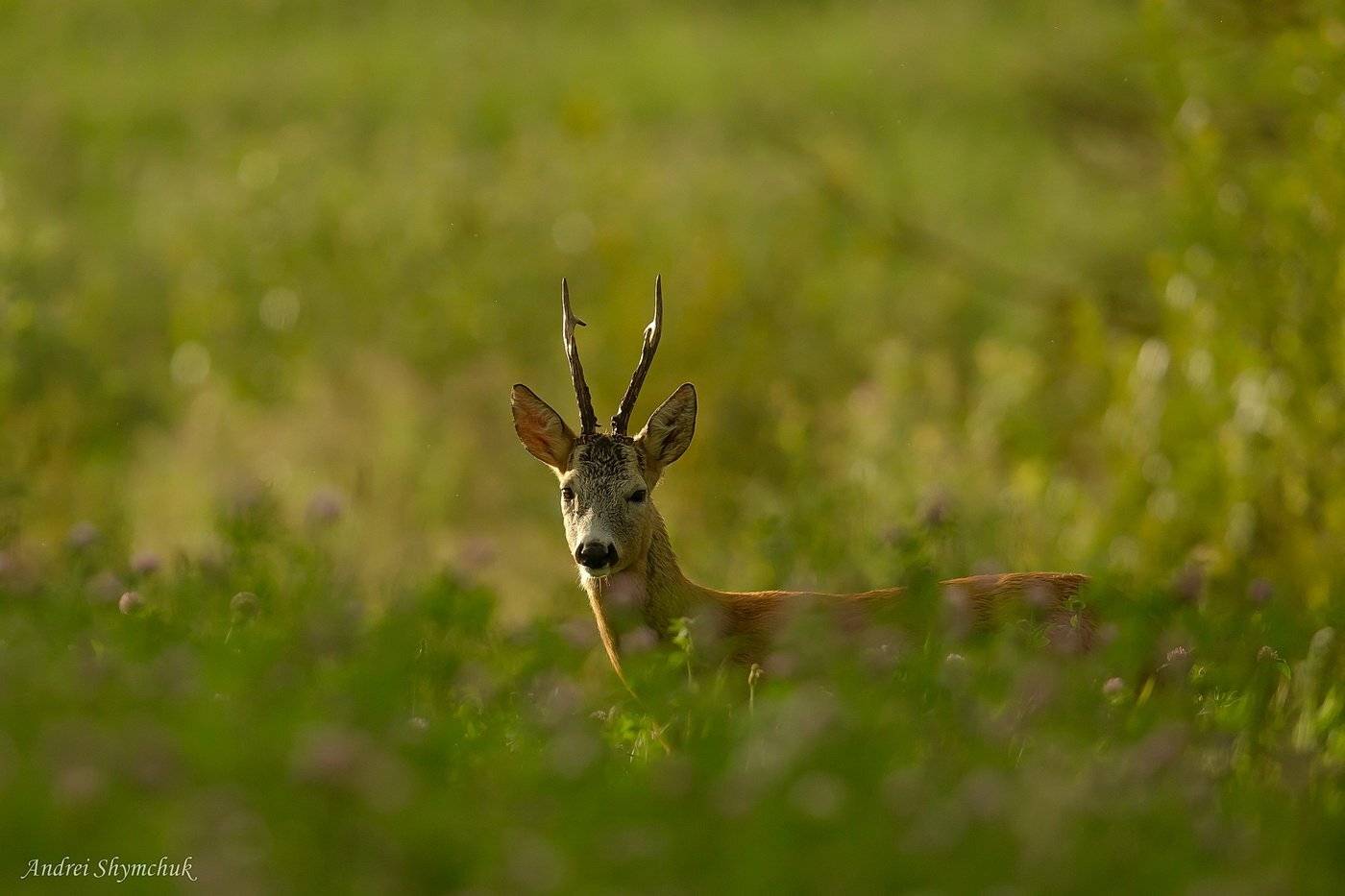 , Андрей Шимчук