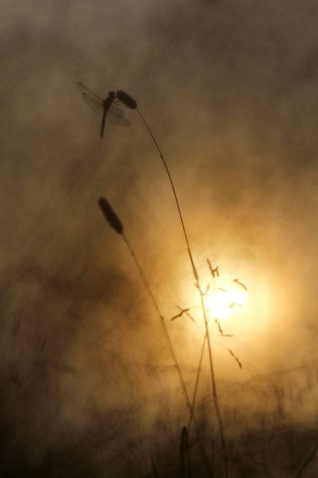 , Иваненко Светлана