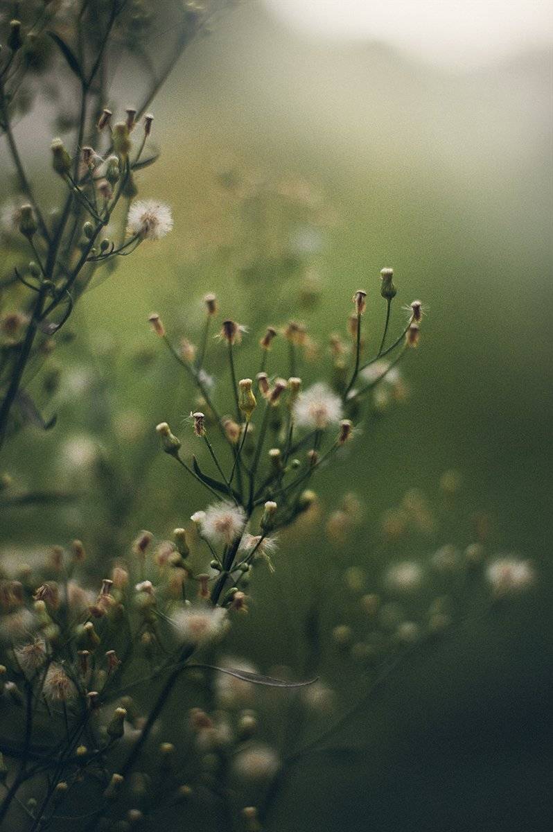 Анна чернякова, Лето, Макро, Макромир, Макросъемка, Цветок, Чернякова Анна