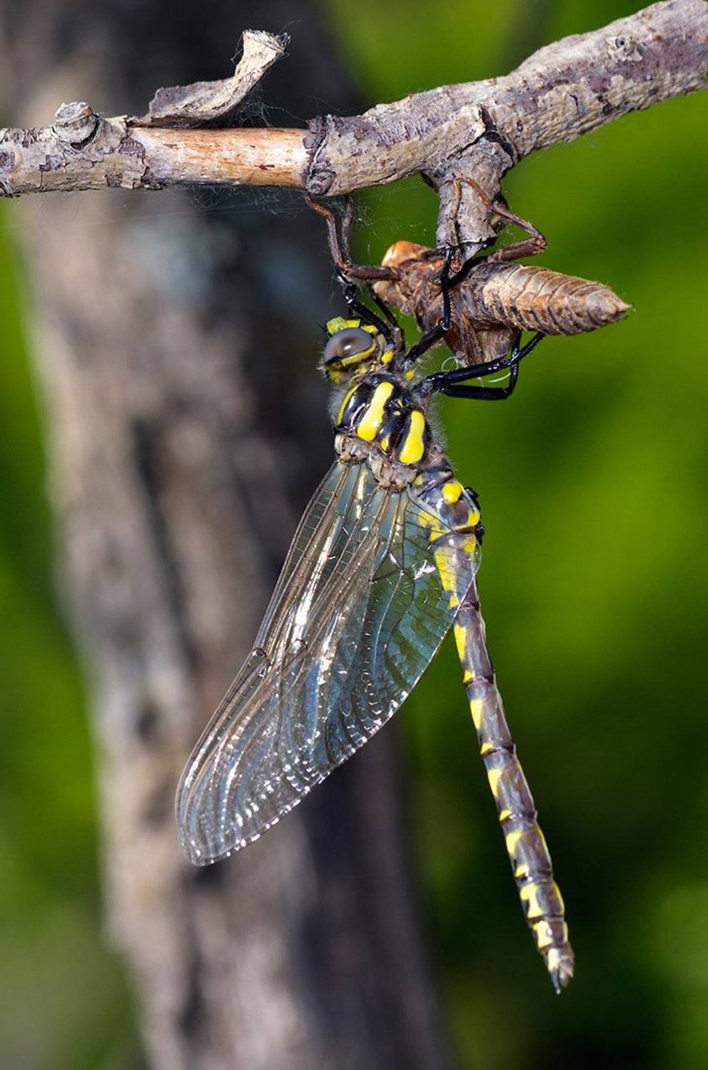 macro. close-up, nature, Эдуард Ким