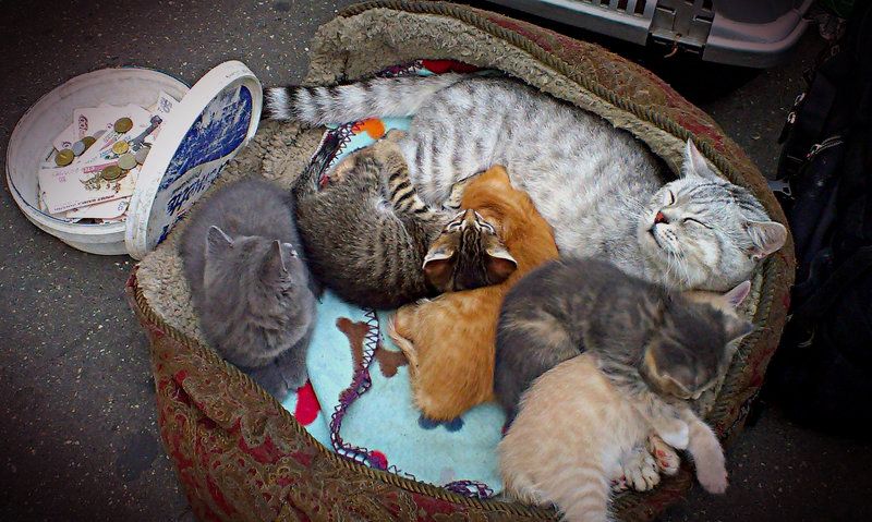 Пять комочков счастья фото превью