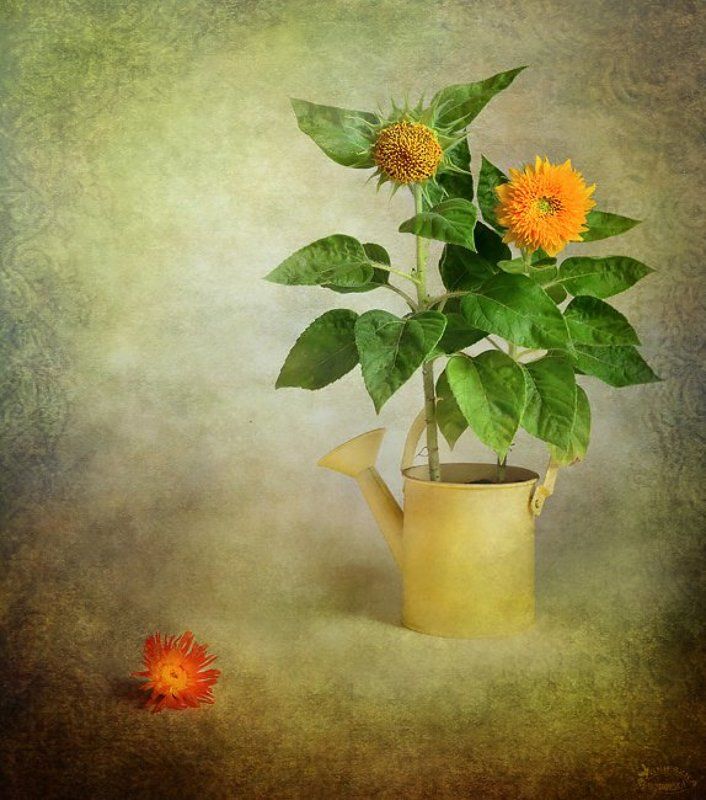 Letnie bukiety фото превью