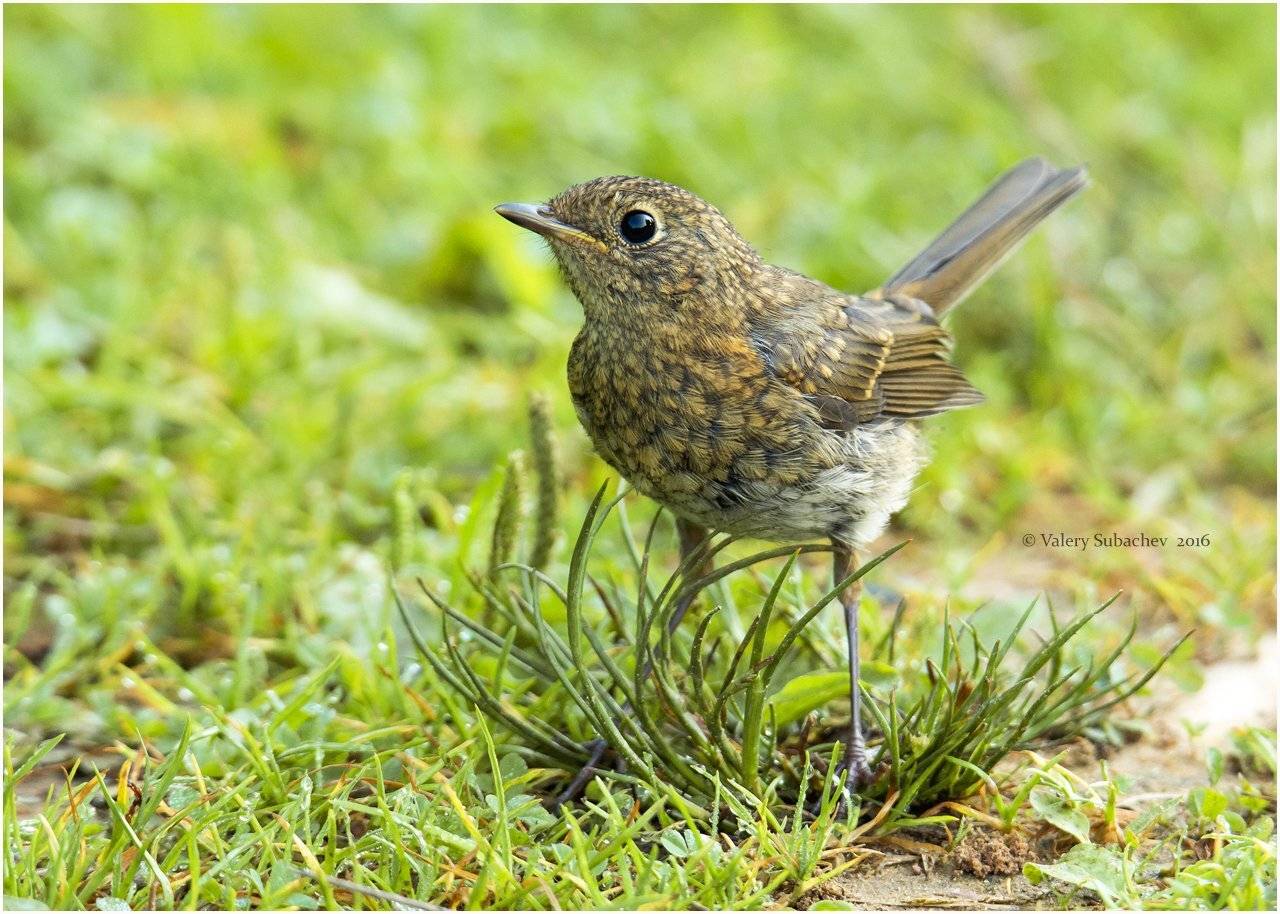 , Валерий Субачев