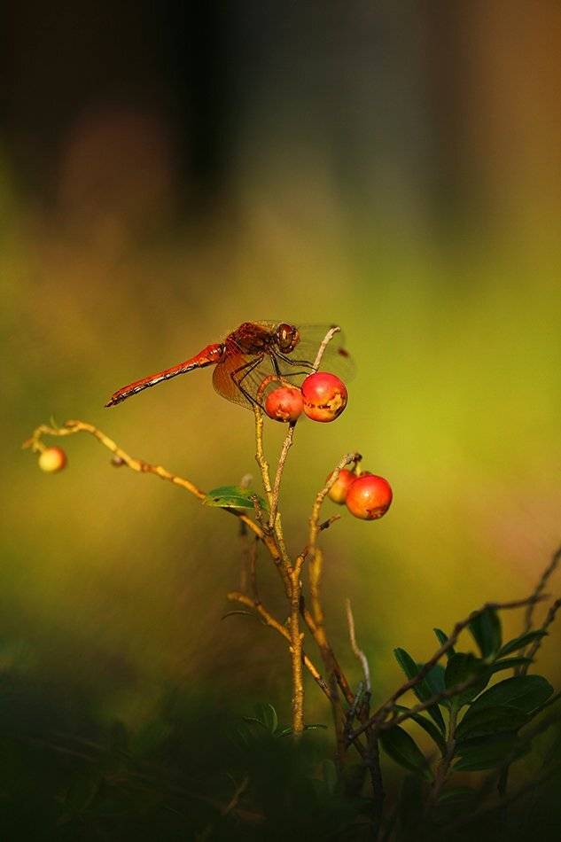, Иваненко Светлана