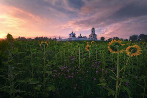 Утро среди подсолнухов