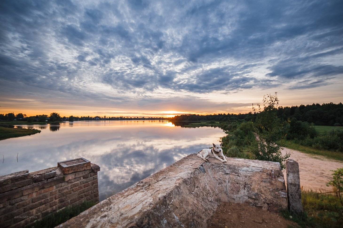 вода, река, закат, отражение, пейзаж, собака, Татьяна Афиногенова