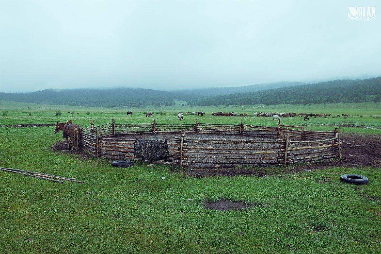 , ganzorig miimaa