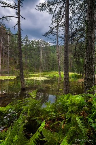 Lake with lilies