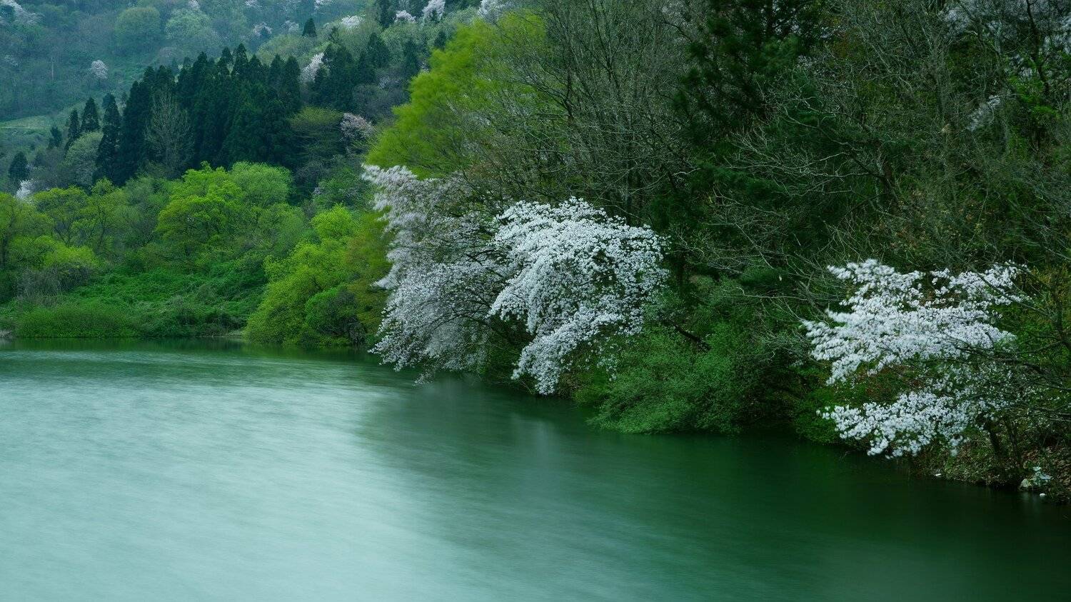 asia, korea, jeollanamdo, reservior, morning, cherry blossom, mountain, spring, nature, landscape, wind, greenery,  , Shin