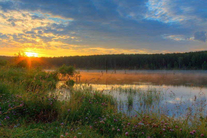 Берег, Клевер, Лес, Лето, Небо, Облака, Пейзаж, Природа, Рассвет, Солнце, Трава, Утро Утренняя тишина фото превью