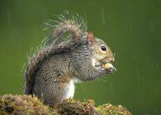 Лисья белка - Fox Squirrel