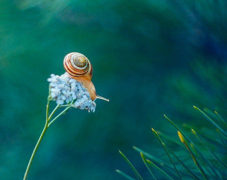 , Pawel Plucinski