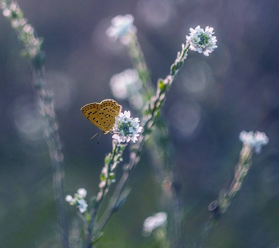 , Pawel Plucinski