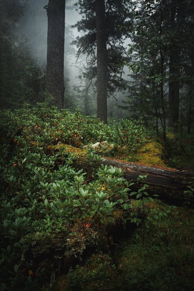 Горы, Деревья, Красиво, Лес, Лето, Мистика, Рододендрон, Россия, Саяны, Сибирь, Тайга, Туман, Туризм, Утро, Александр Нерозя