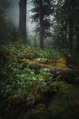 Утро в тайге