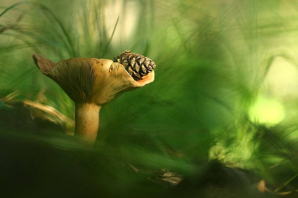 , Иваненко Светлана