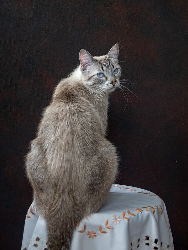 кошки, питомцы, домашние животные, голубоглазый котик, портрет -Ну вот, позирую, довольна? фото превью