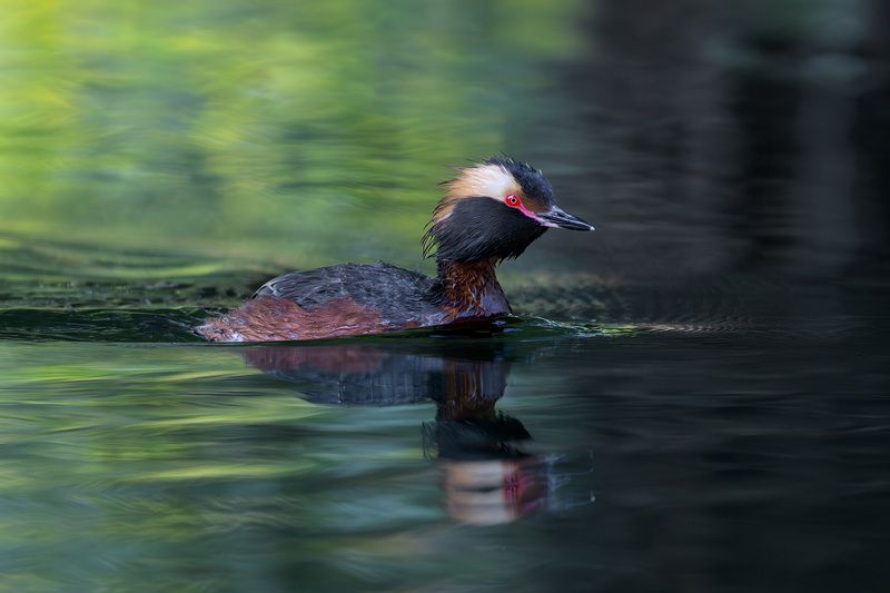 Утка, поганка, красношейная поганка, фотоохота, вода, водоплавающие, birdwatching, birds, horned grebe Красношейная поганка фото превью