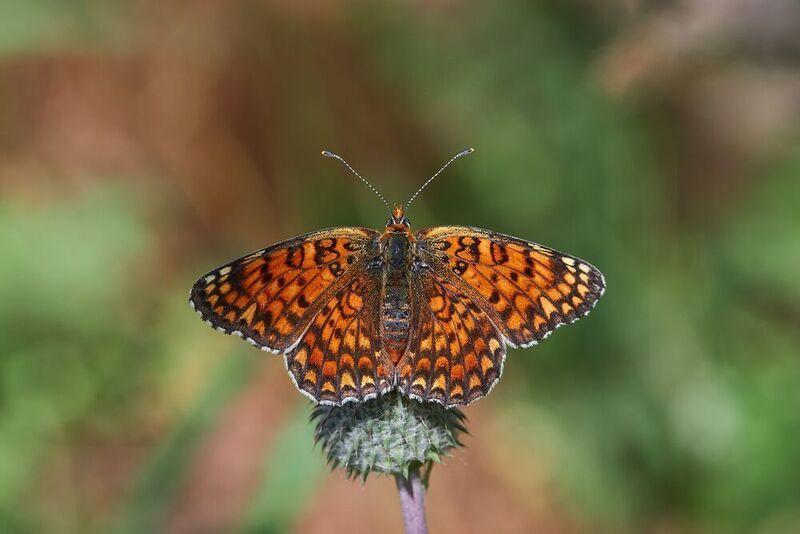 Melitaea phoebe фото превью