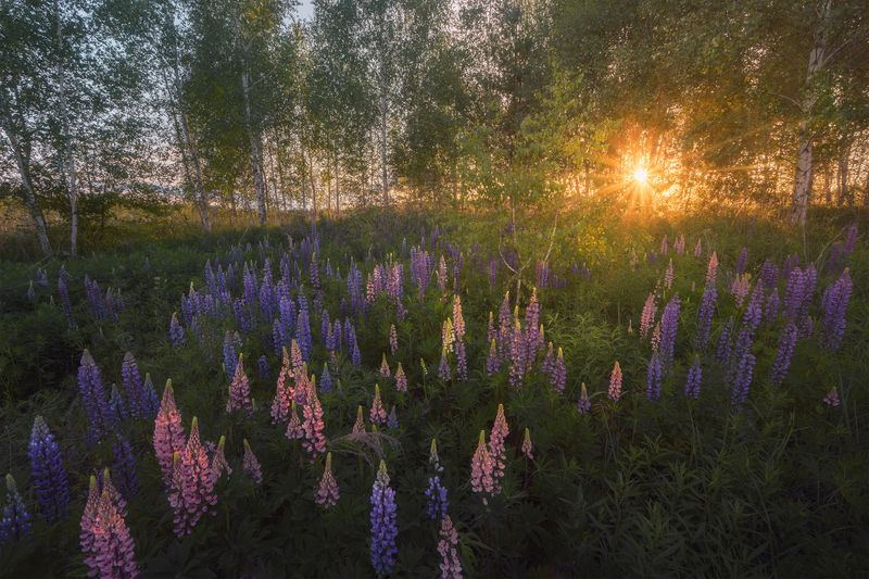Июньский вечер фото превью