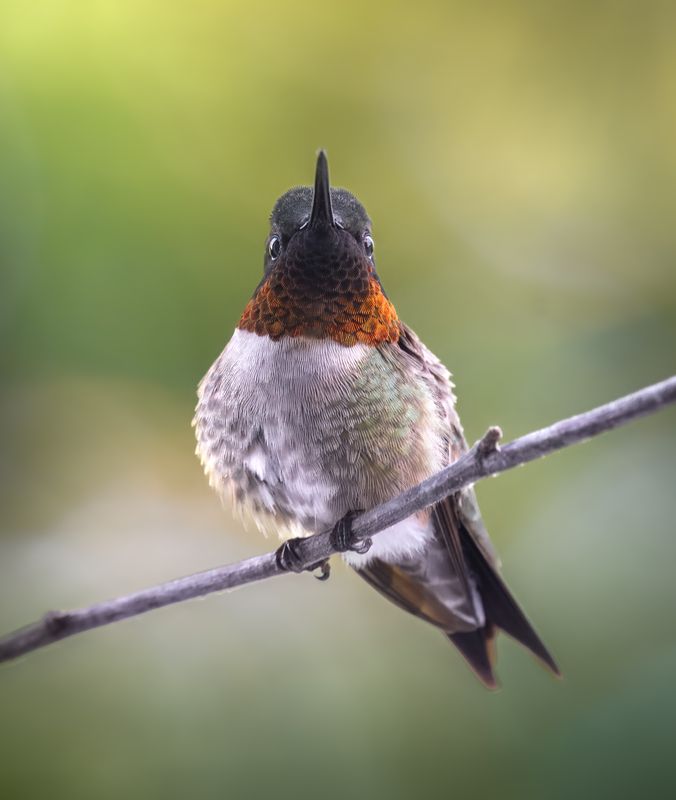 bird, hummingbird, hummingbirds, ruby, throated, ruby throated, rufous Angry Ruby фото превью