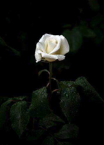 Белые розы в саду