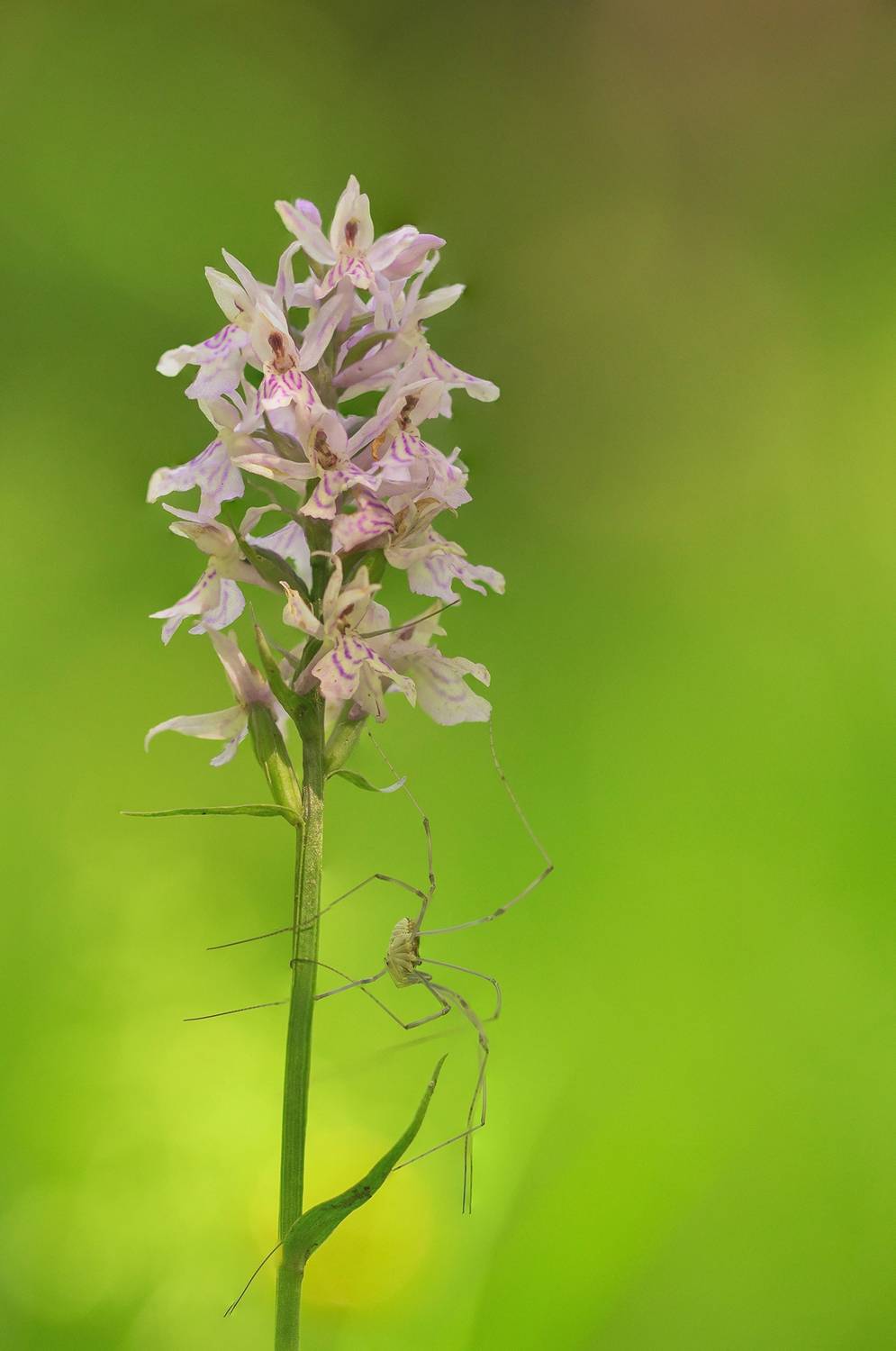 Dactyrholiza sp.. Автор: Andrés Emilio orchid, plant, flower, nature, springtime, close up, Andrés Emilio