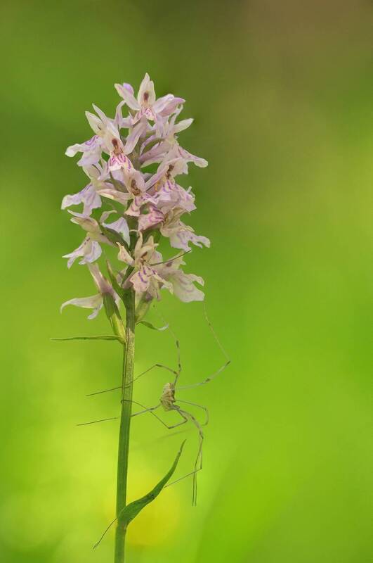 orchid, plant, flower, nature, springtime, close up Dactylorhiza sp. фото превью
