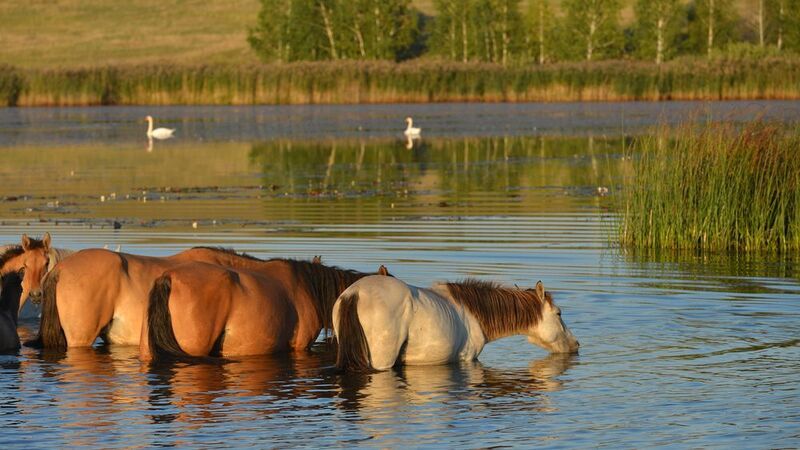 водопой...  фото превью
