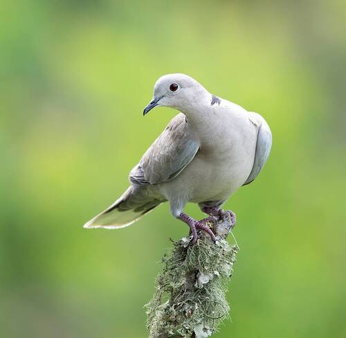 Eurasian collared Dove -Кольчатая Горлица