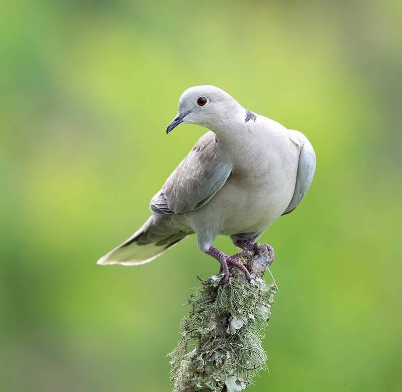 Eurasian collared Dove -Кольчатая Горлица