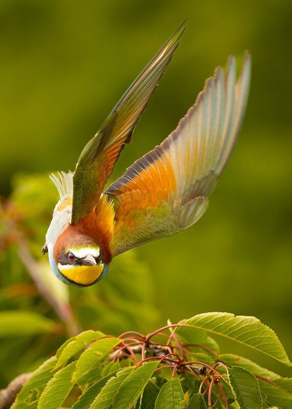 Bee-eater фото превью