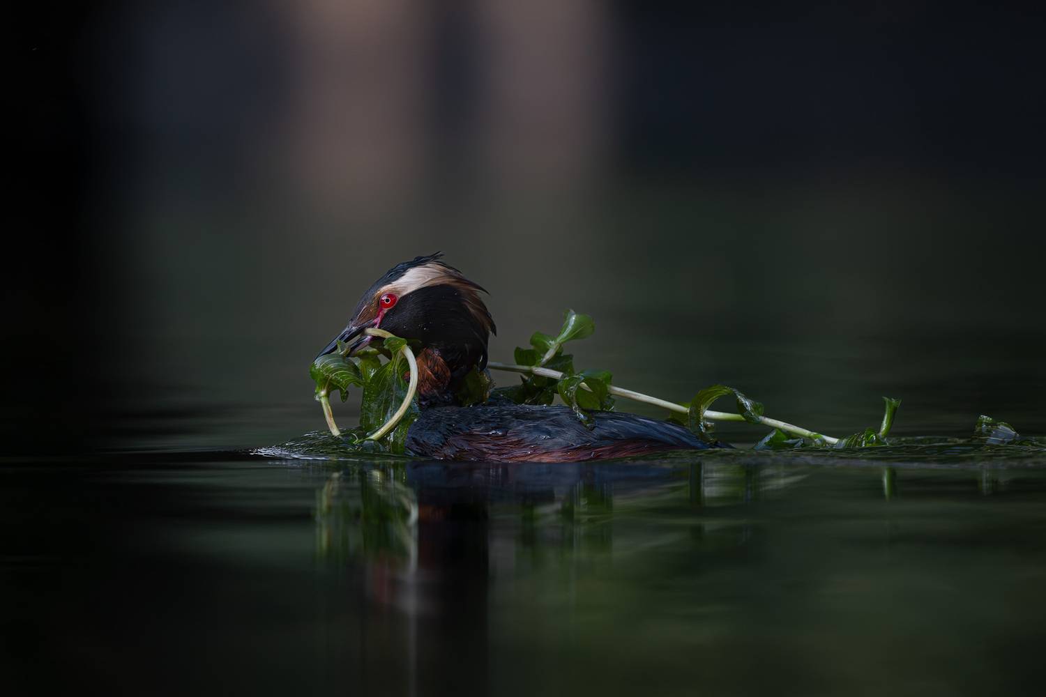 Утка, поганка, красношейная поганка, фотоохота, вода, водоплавающие, birdwatching, birds, horned grebe, Михаил Ездаков