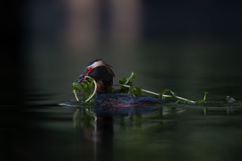 Утка, поганка, красношейная поганка, фотоохота, вода, водоплавающие, birdwatching, birds, horned grebe Красношейная поганка фото превью