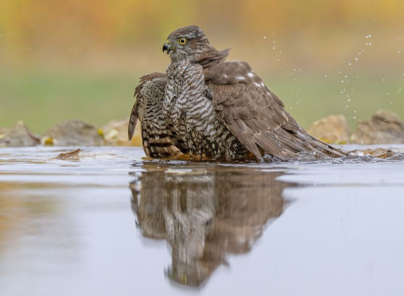 Accipiter nisus фото превью