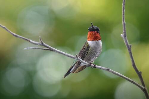 Evening perch