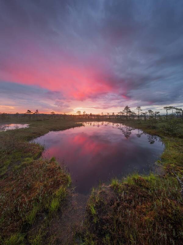 болоталенинградскойобласти, болота, swamp, bog Малиновый рассвет на болоте фото превью