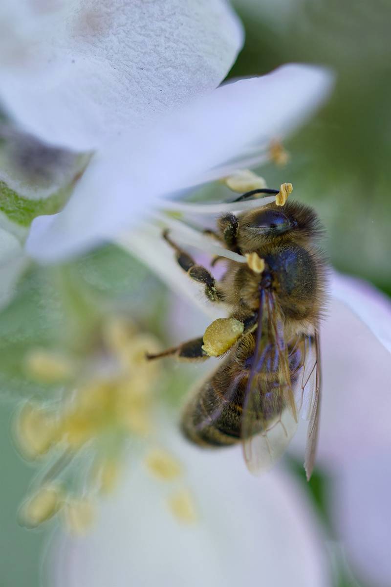пчела, макро, макрофотография, macro, bee, Хилько Марина