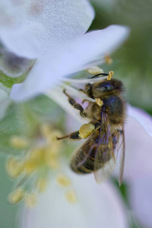пчела, макро, макрофотография, macro, bee Маленькая сборщица фото превью
