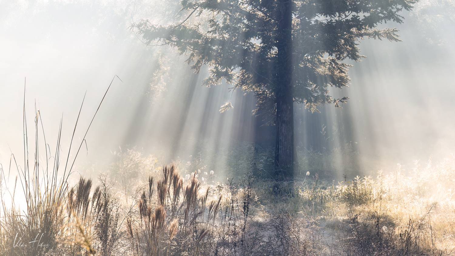 Dreams. Автор: Valdir Hobus , Valdir Hobus