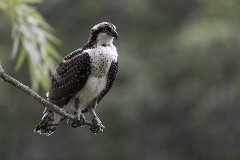 Osprey фото превью