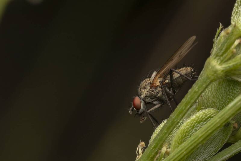 insects, macro, nature, fly  фото превью