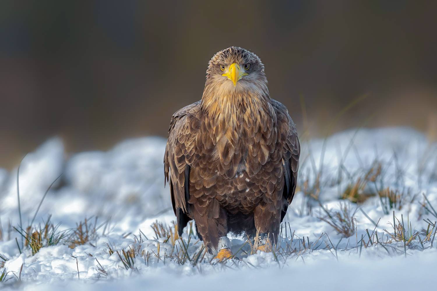 The King\'s Gaze. Автор: Kwasek Damian white-tailed eagle, eagle, haliaeetus albicilla, bird of prey, raptor, wildlife, wildlife photography, bird photography, nature, nature photography, wild bird, predator, avian, european wildlife, eagle portrait, winter, snow, snowy landscape, majestic bir, Kwasek Damian