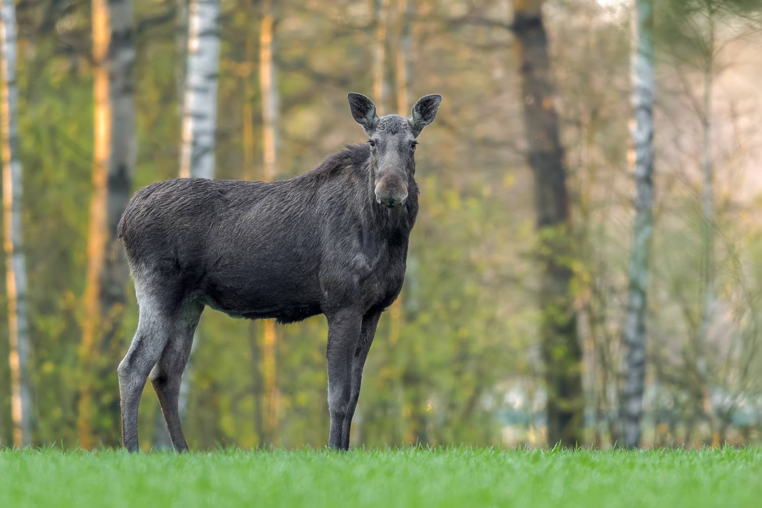 Guardian of the Forest. Автор: Kwasek Damian moose, alces alces, european moose, wildlife, wildlife photography, mammal, large mammal, nature, nature photography, wild animal, animal portrait, forest, woodland, european wildlife, ungulate, herbivore, young moose, standing moose, wildlife portrait, n, Kwasek Damian